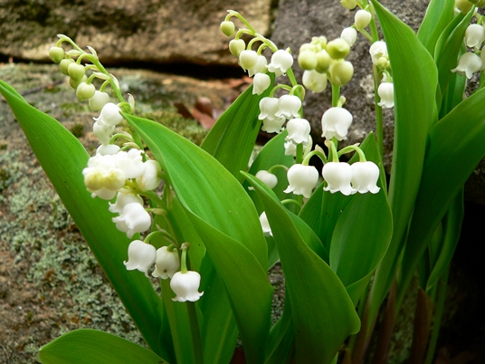 {Convallaria majalis}